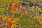 USA, Utah, Park City. Aspen and maple in fall color on Wasatch Mountains hillsides Art Print